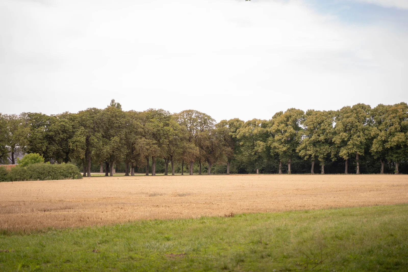 Ein Stoppelfeld und eine Reihe alter Bäume unter hellem Himmel auf Gut Agerup
