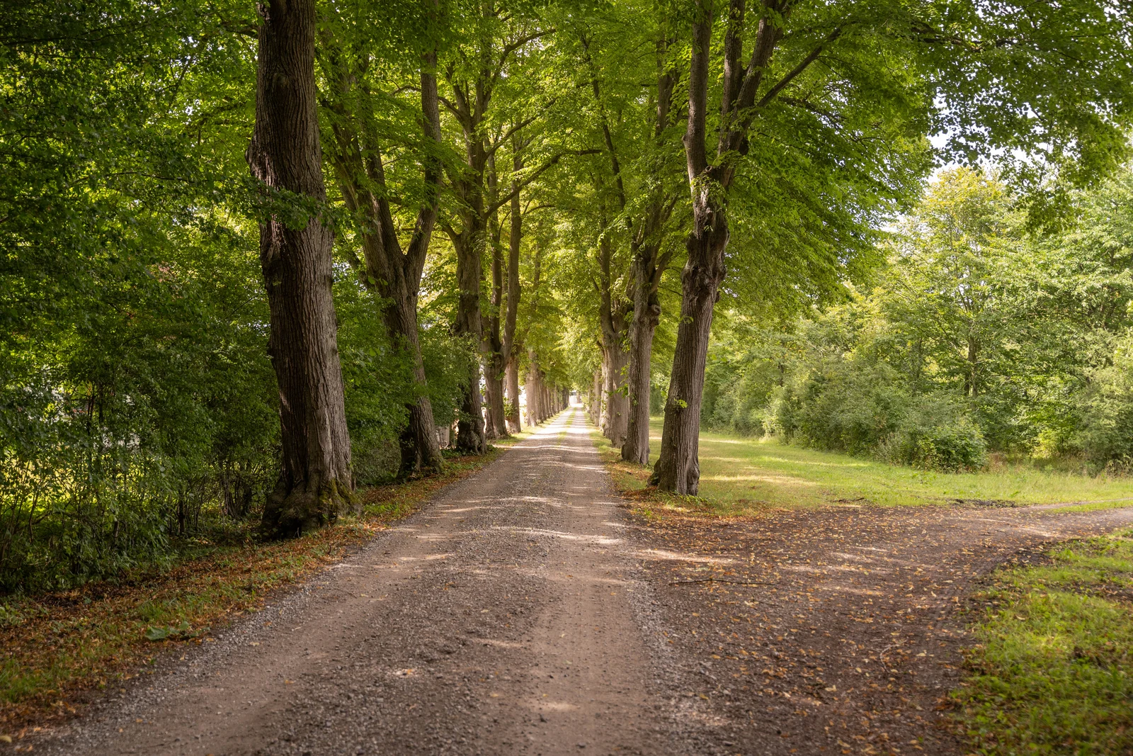 Ein Schotterweg unter einer Allee alter Bäume auf Gut Agerup