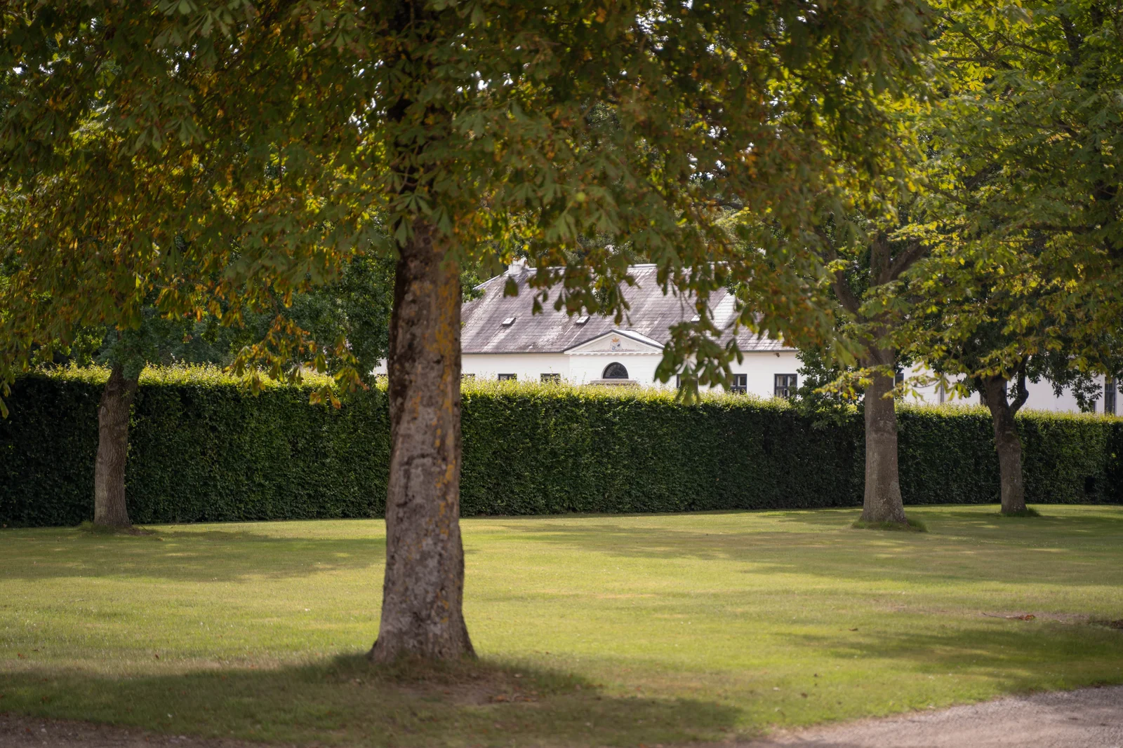 Ein großer Baum im Park von Gut Agerup mit dem Herrenhaus hinter der Hecke
