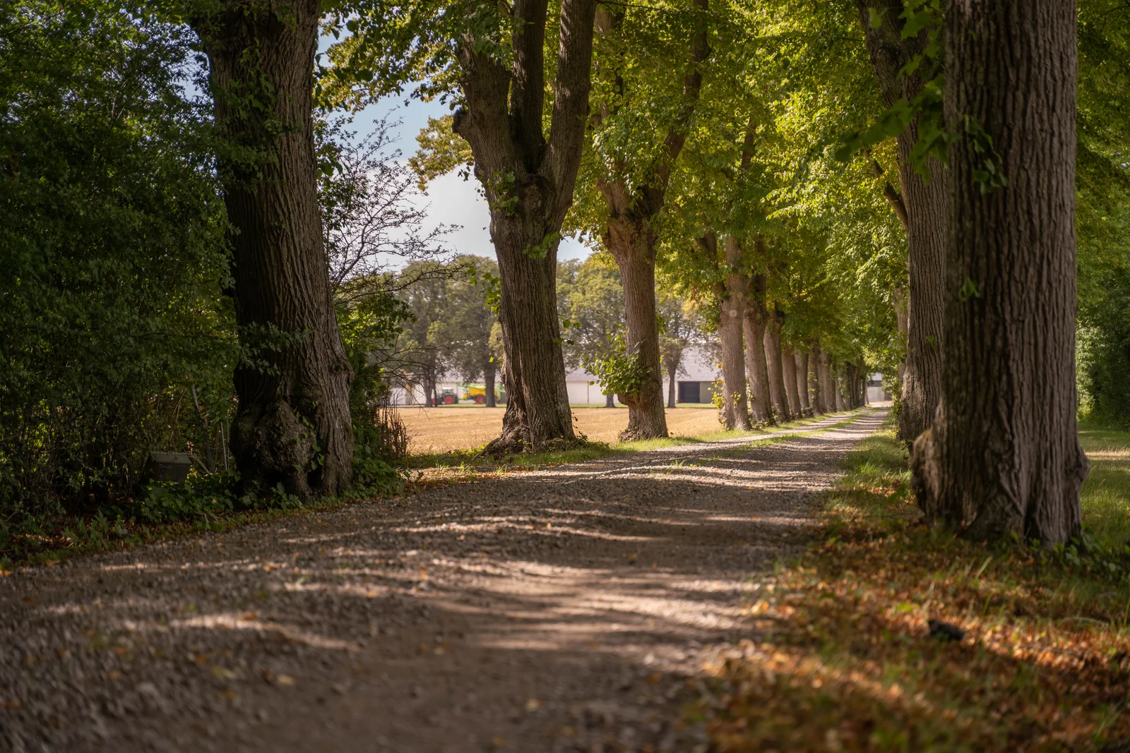 Alte Alleebäume und ein Schotterweg im gesprenkelten Sonnenlicht auf Gut Agerup