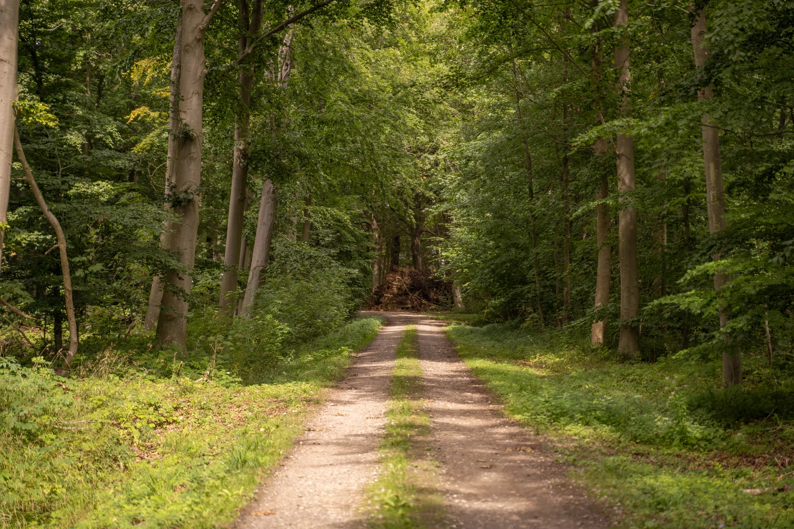 Ein Waldweg durch hohe Buchen auf Gut Agerup
