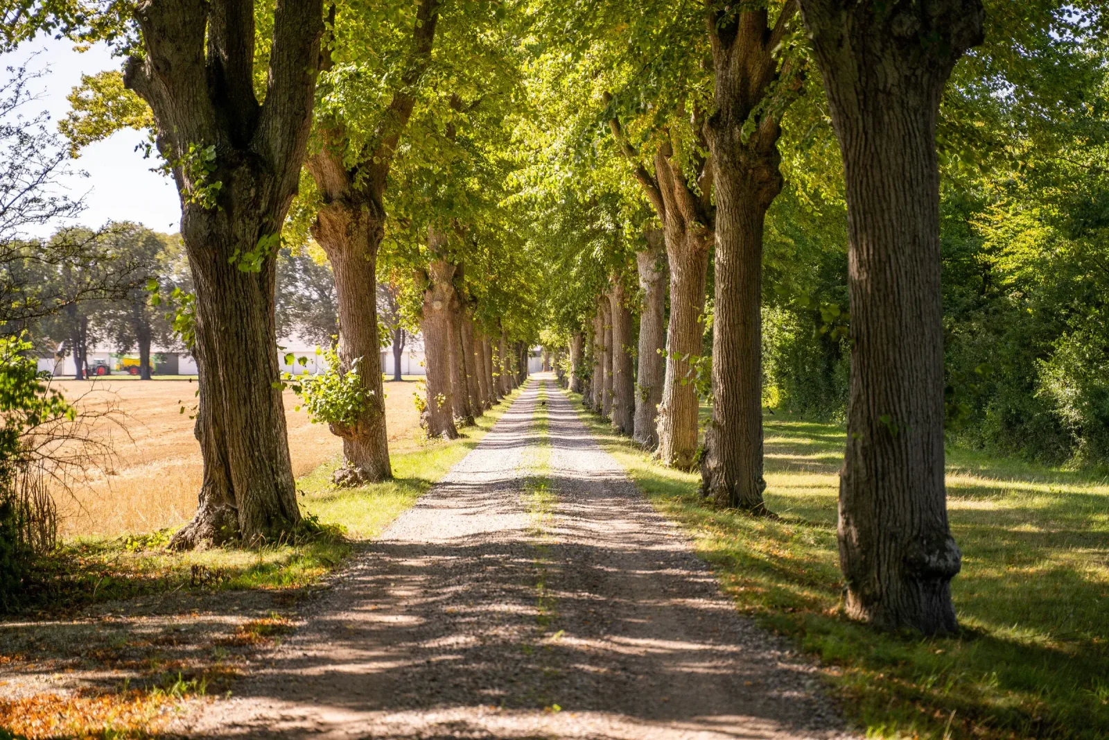 Lindealléen på Agerup Gods i sommersol med gamle lindetræer langs grusvejen