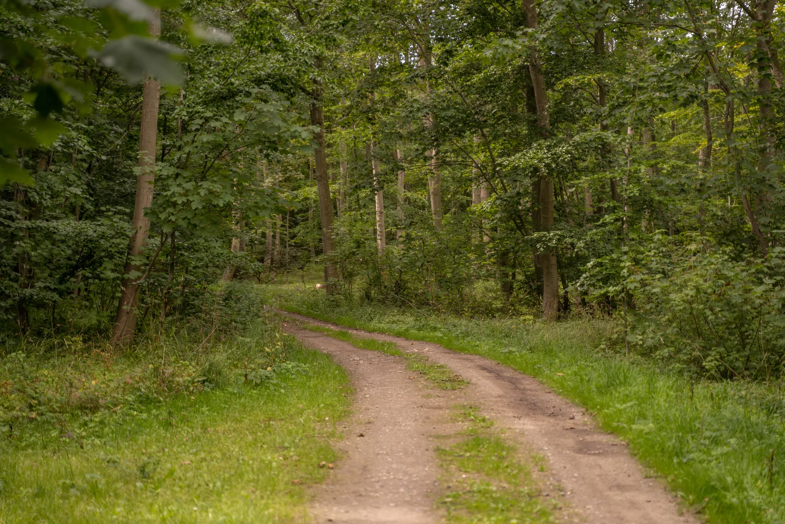 Skovsti gennem godsskoven på Agerup Gods, Lolland, sydlige Danmark