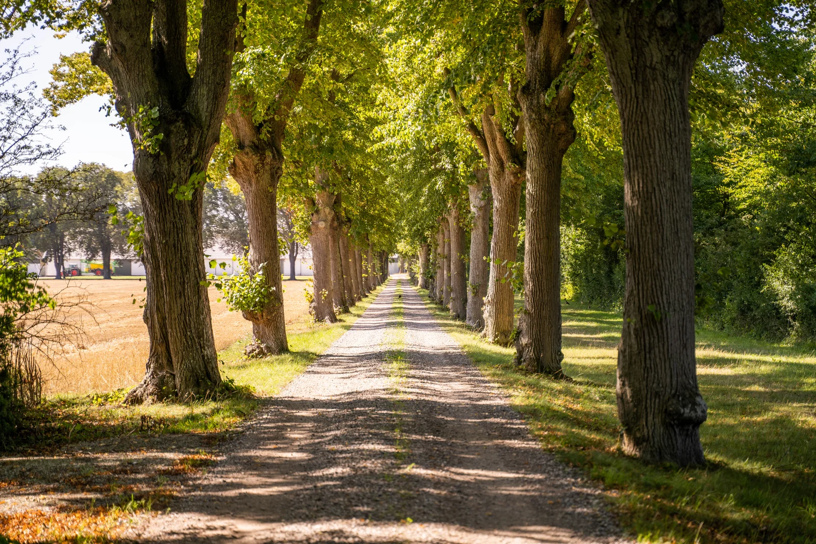 Lindealléen på Agerup Gods i sommersol med gamle lindetræer langs grusvejen